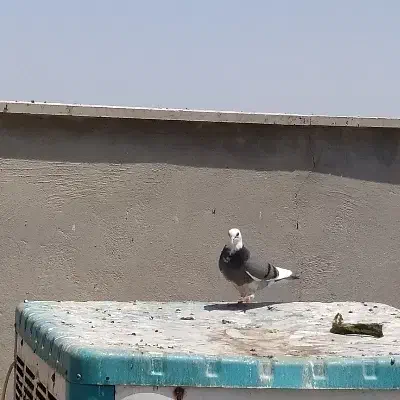 کبوتر|پرنده|قم, جمکران|دیوار
