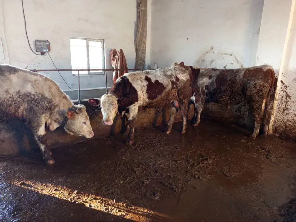 گوساله نر|حیوانات مزرعه|محمدیه-قزوین, |دیوار