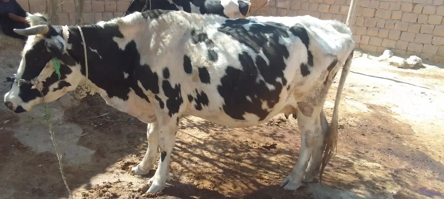 گاو دو ماه ابستن|حیوانات مزرعه|کوهنانی, |دیوار