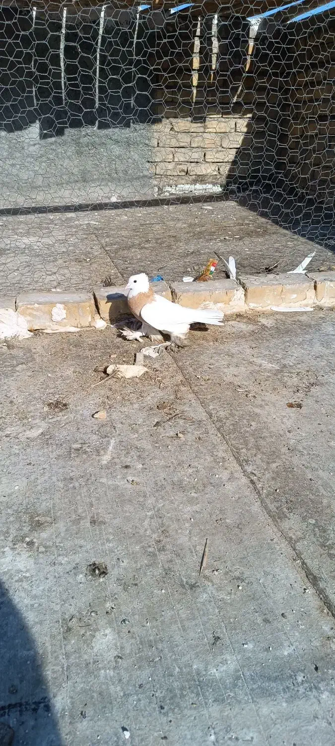 دو عدد طوقی نر|پرنده|پیر بکران, |دیوار