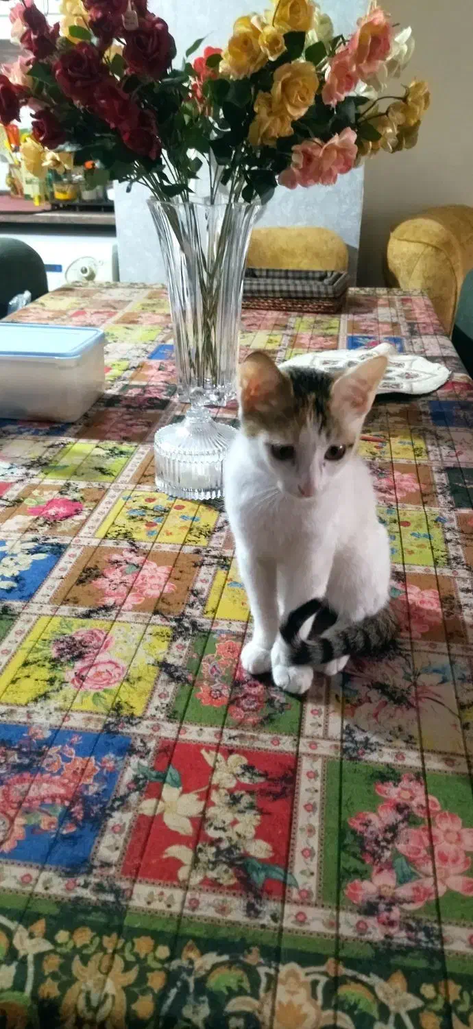 واگذاری. گربه. رایگان|گربه|گنبد کاووس, |دیوار