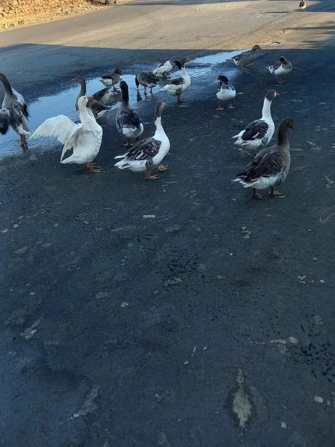 غاز فروشی|حیوانات مزرعه|آبدانان, |دیوار