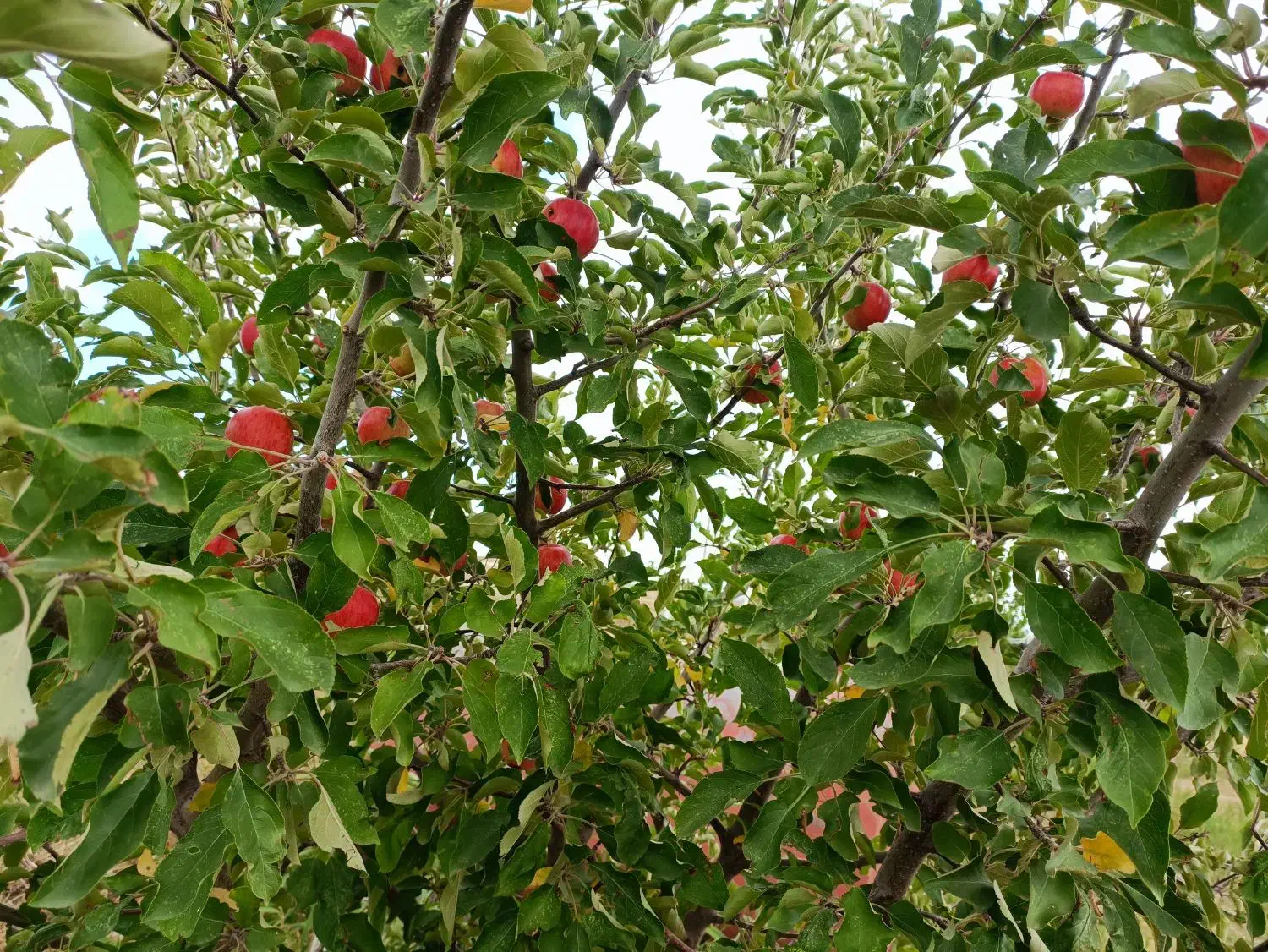 باغ با خانه باغ در شهر هریس|فروش خانه و ویلا|هریس, |دیوار