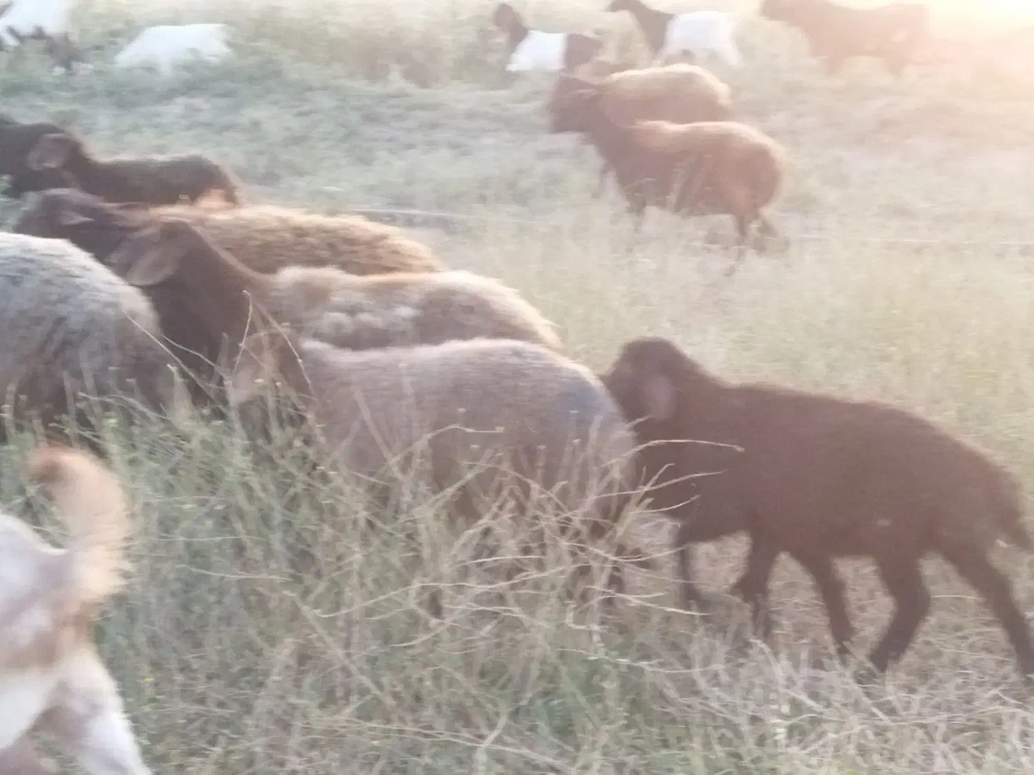 سرمایه گذاری|حیوانات مزرعه|گراش, |دیوار