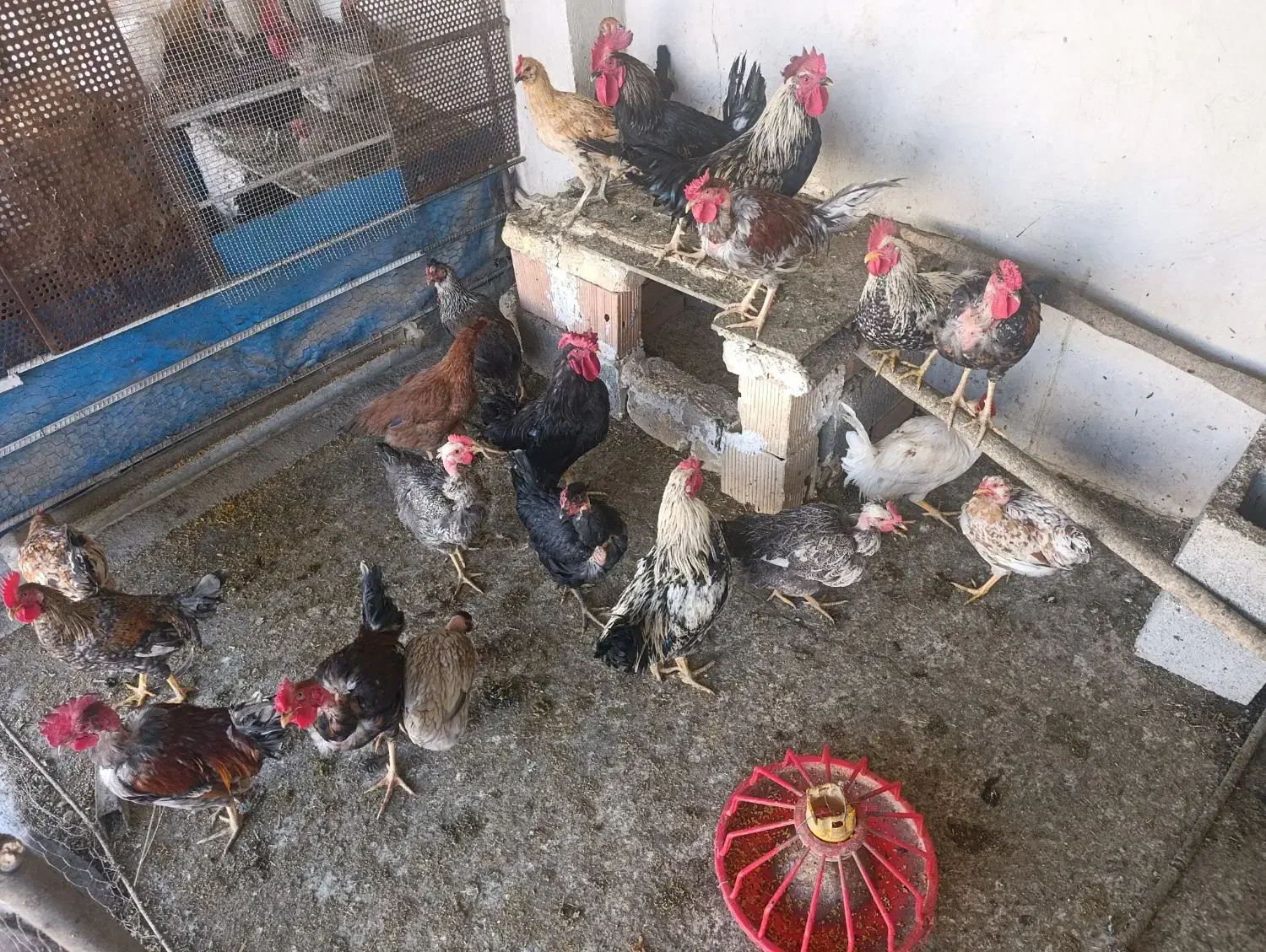 مرغ تخمگذار وخروس  وجوجه|حیوانات مزرعه|شباب, |دیوار