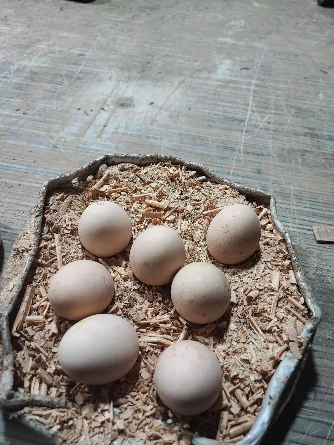 تخم مرغ لاری|حیوانات مزرعه|تهران, سعیدآباد|دیوار