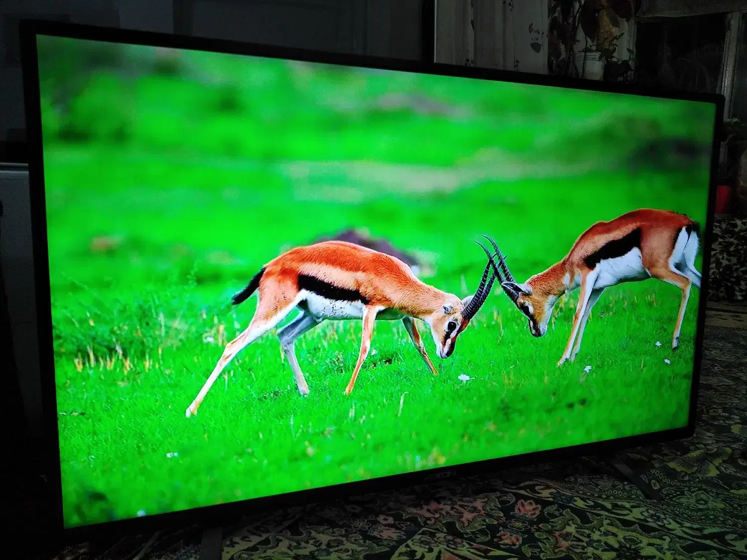 تلوزیون led السیدی.«اخریداریم»پروجکشن. اینچ تا65|تلویزیون و پروژکتور|ارومیه, |دیوار