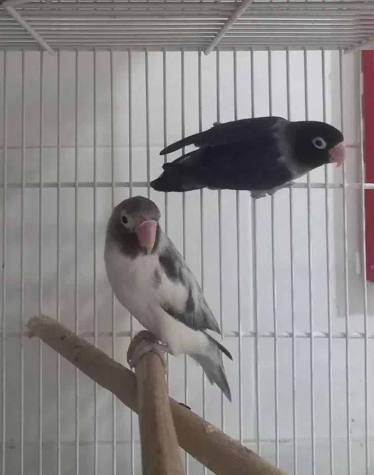 طوطی کوتوله ، عروس هلندی ، گرینچیک|پرنده|بندرعباس, |دیوار