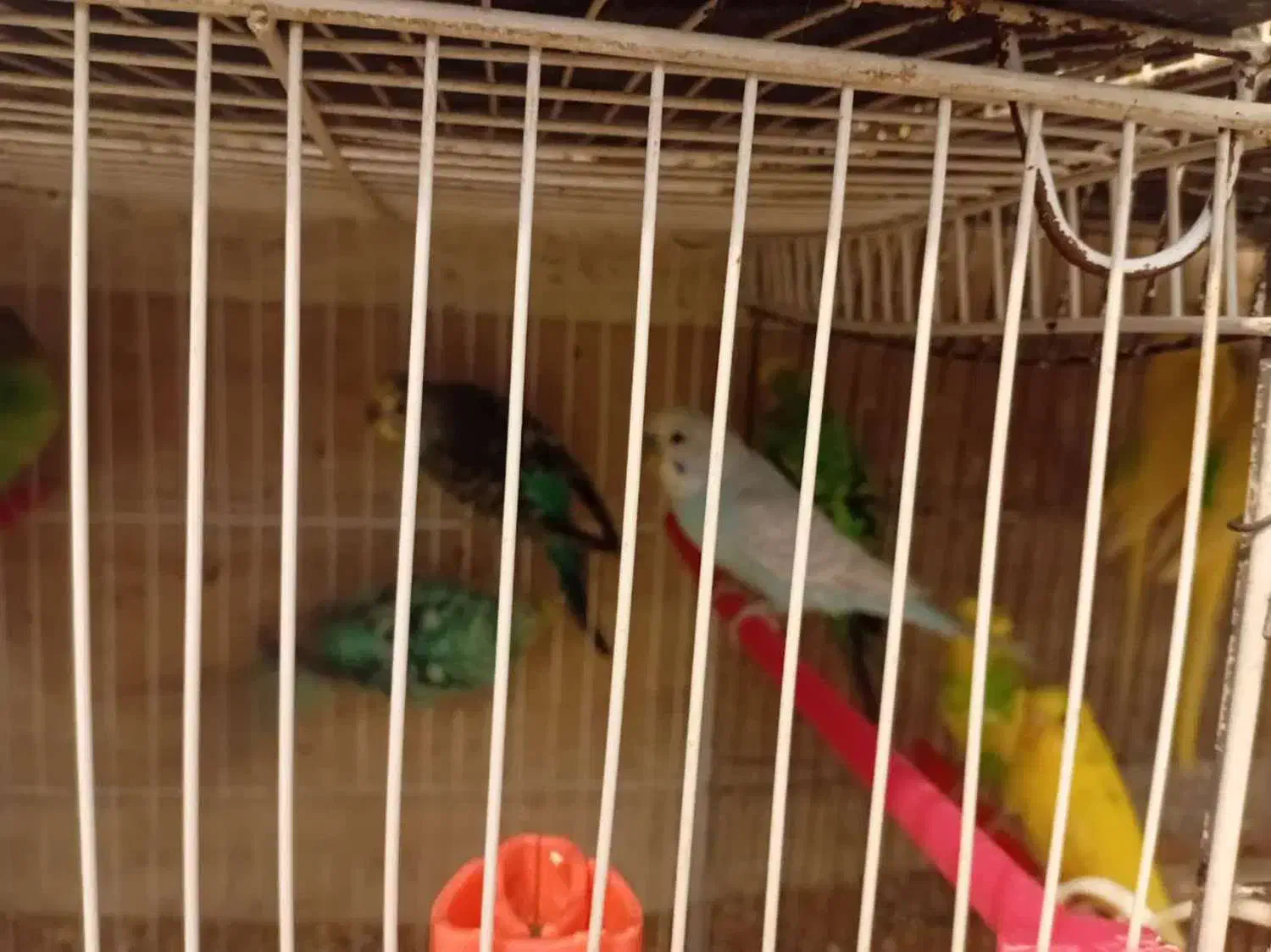 قفس پرنده مرغ عشق عروس و..|لوازم جانبی حیوانات|مشهد, کوشش|دیوار