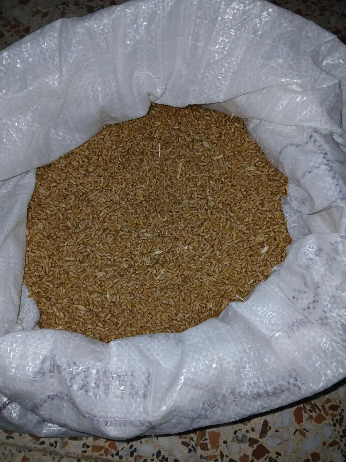 گندم|عمدهفروشی|باوی, |دیوار