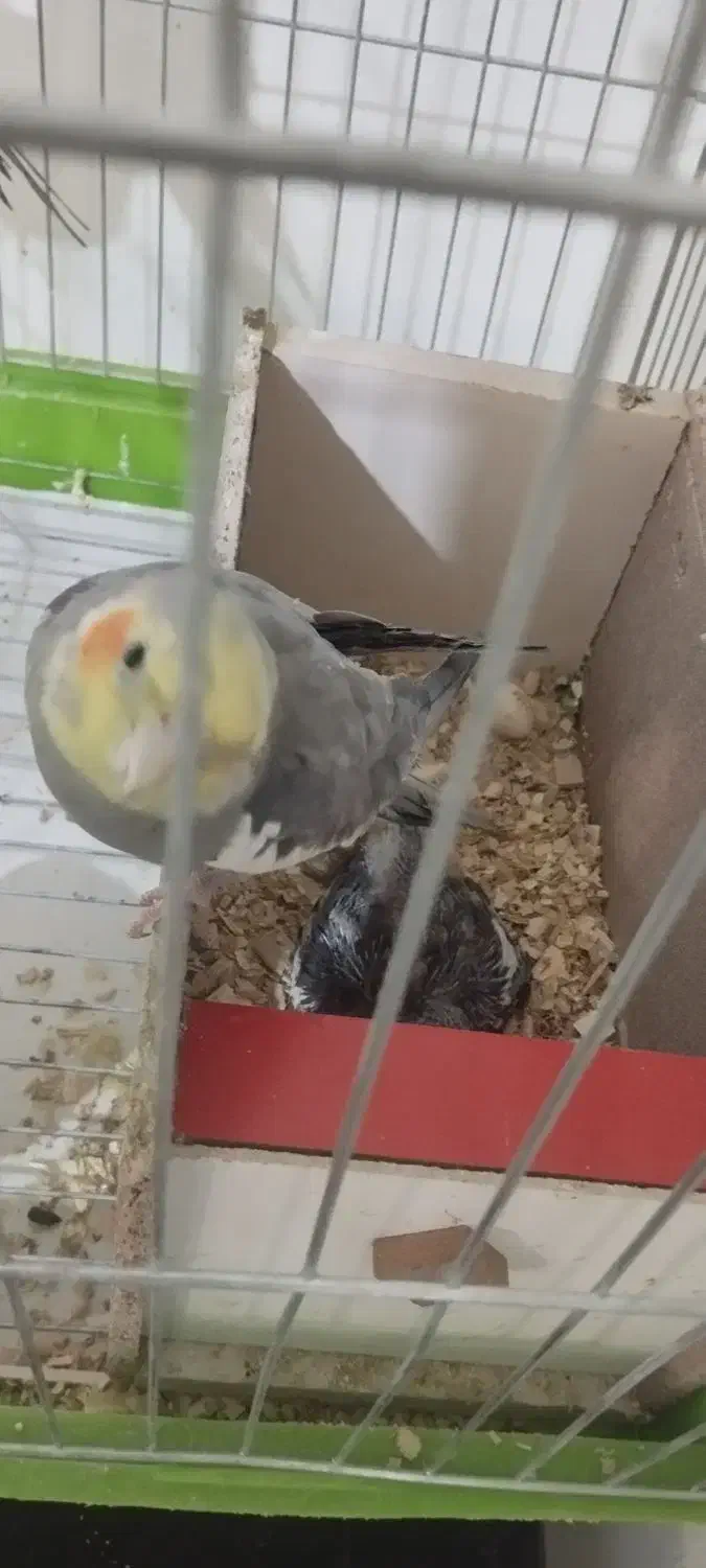 عروس هلندی نر و ماده|پرنده|ملایر, |دیوار