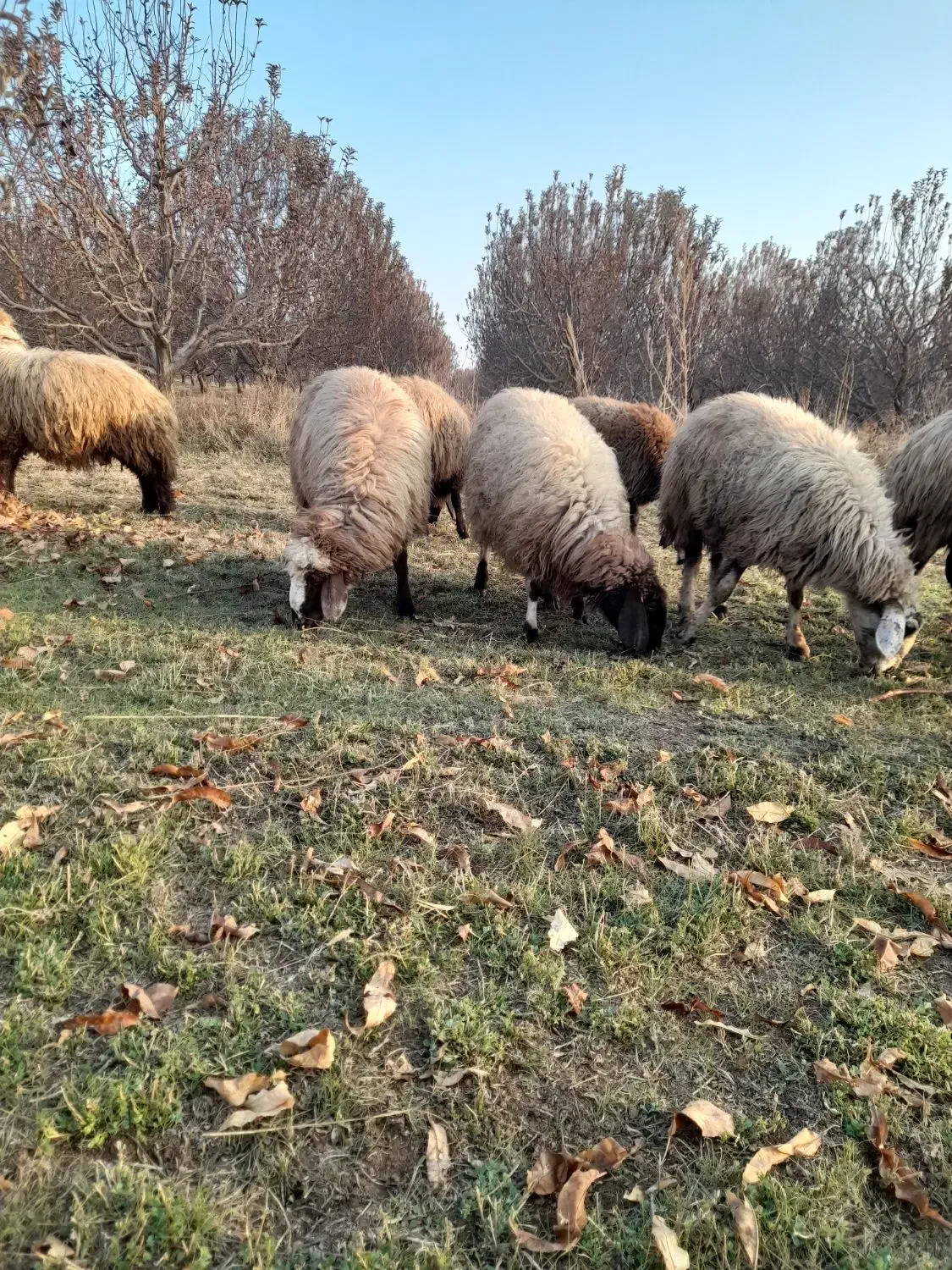 گوسفد|حیوانات مزرعه|اشنویه, |دیوار