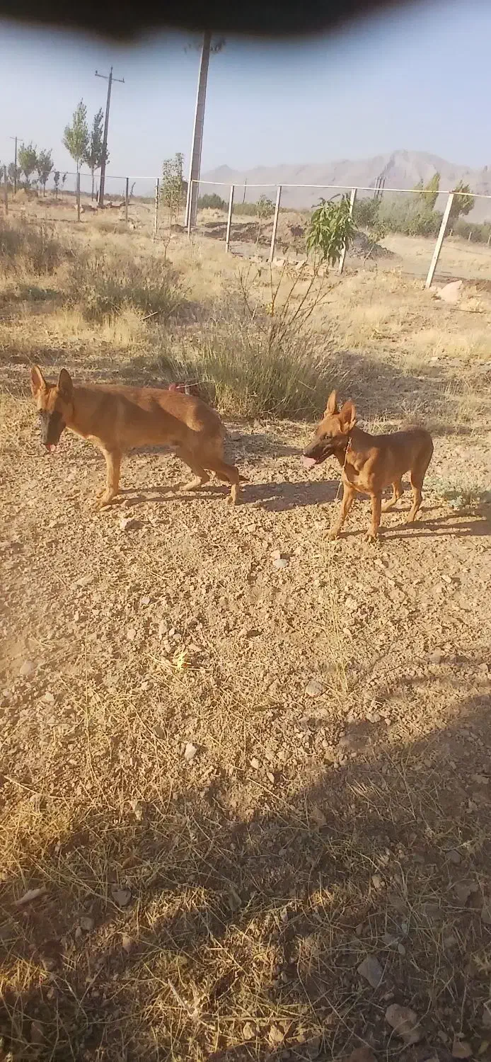 واگذاری سگ|سگ|شازند, |دیوار