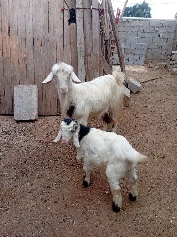 بز با بیگ|حیوانات مزرعه|مسجد سلیمان, |دیوار