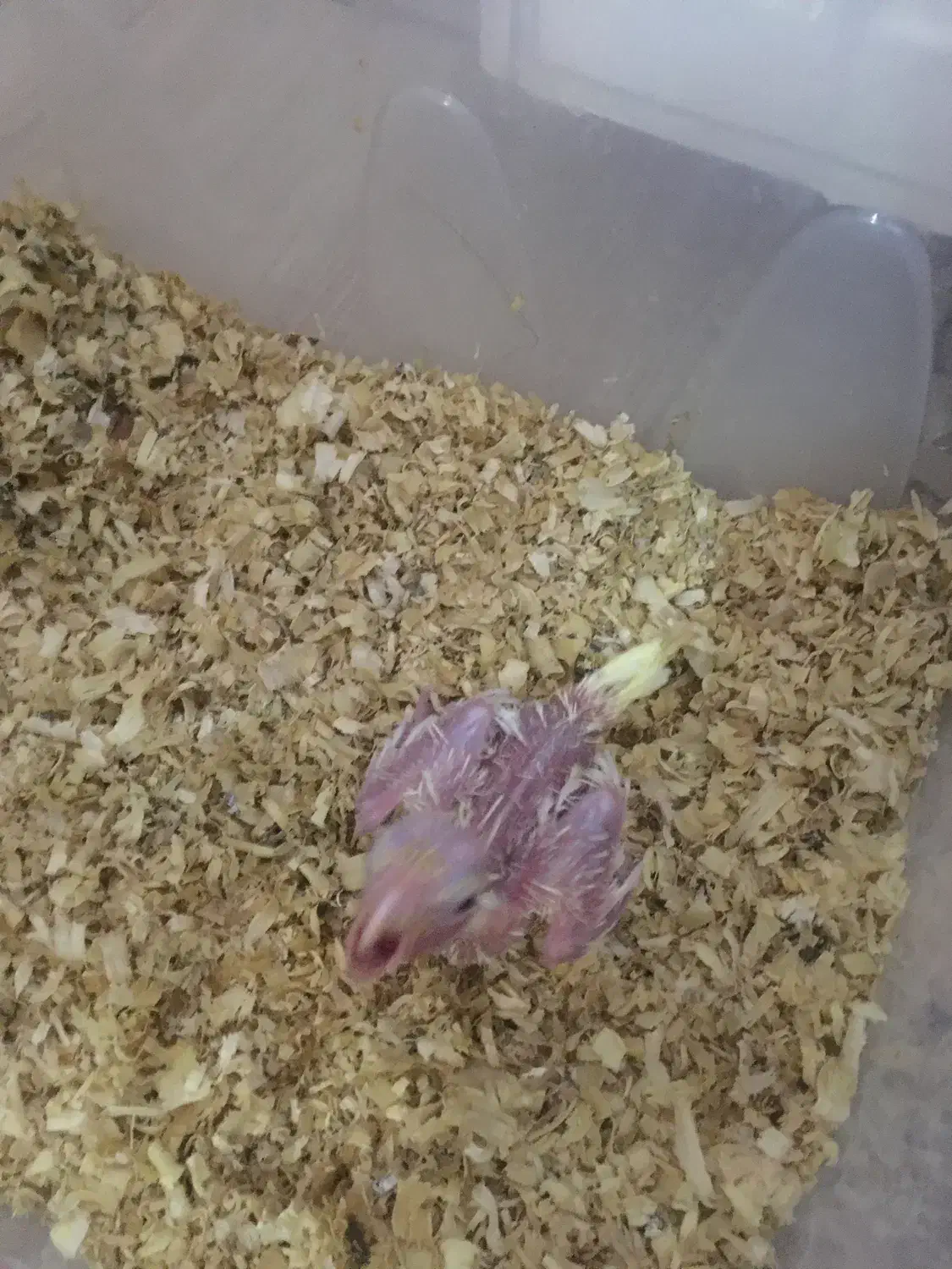 عروس هلندی سرلاکی|پرنده|میانه, |دیوار