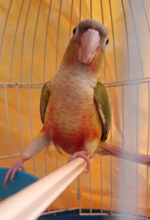 جوجه گرین دوماه|پرنده|سنندج, |دیوار