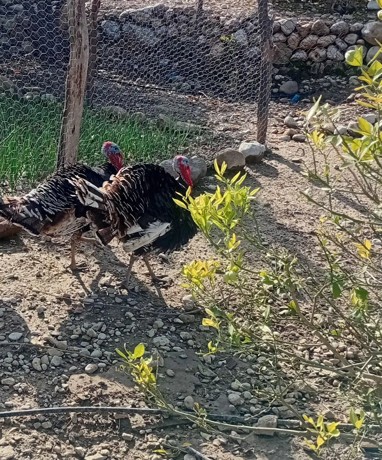 بوقلمون نر دو عدد|حیوانات مزرعه|دهدشت, |دیوار