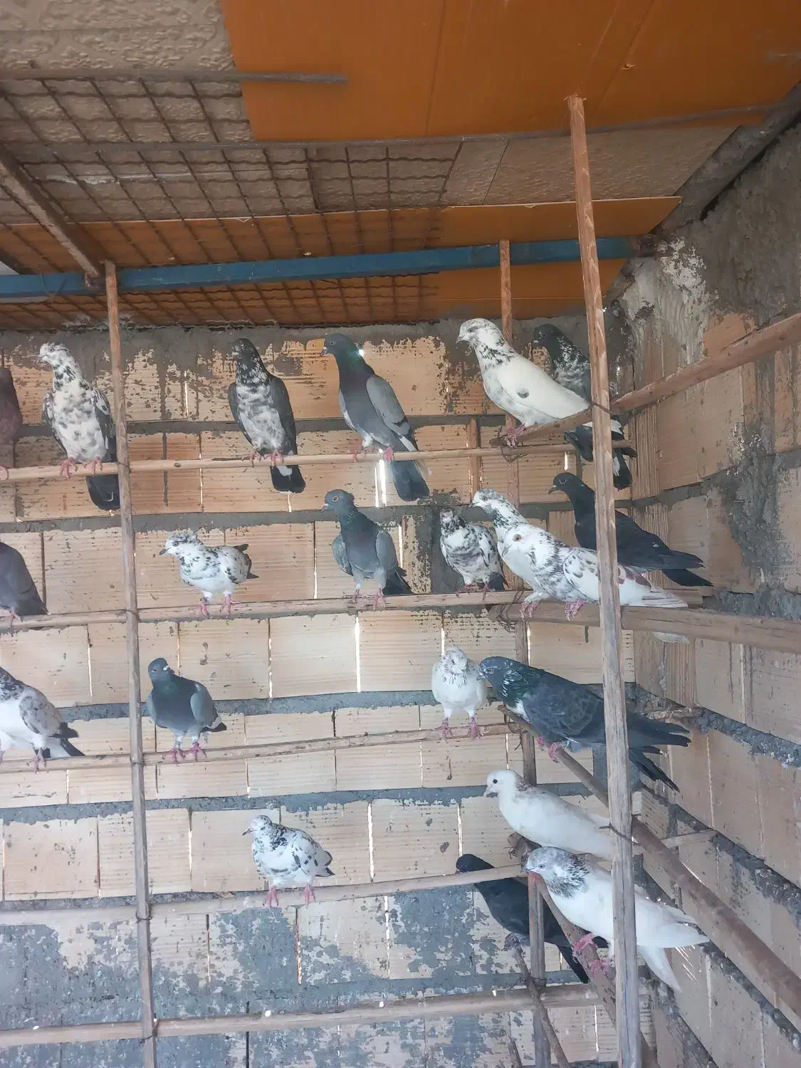 سلام دوستان کفتر چ ا ه س ت ان|پرنده|تخت, |دیوار