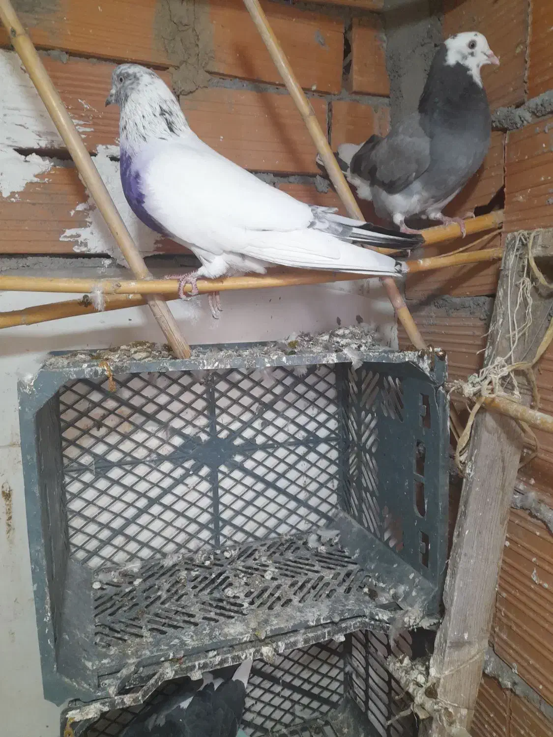 کفتر پرشی گرفتنی|حیوانات|گرگان, |دیوار