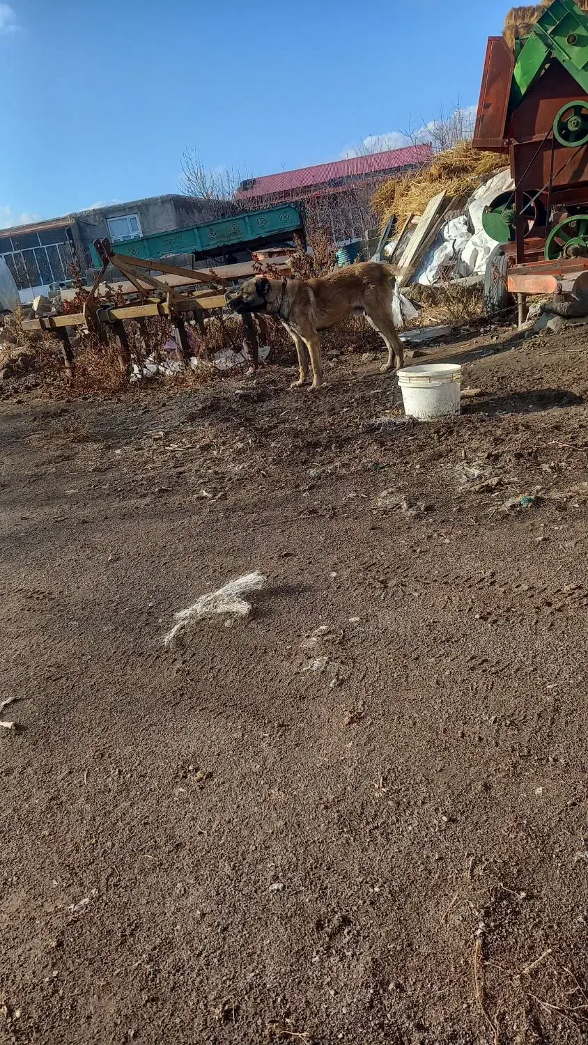 توله سرابی|سگ|هیر, |دیوار