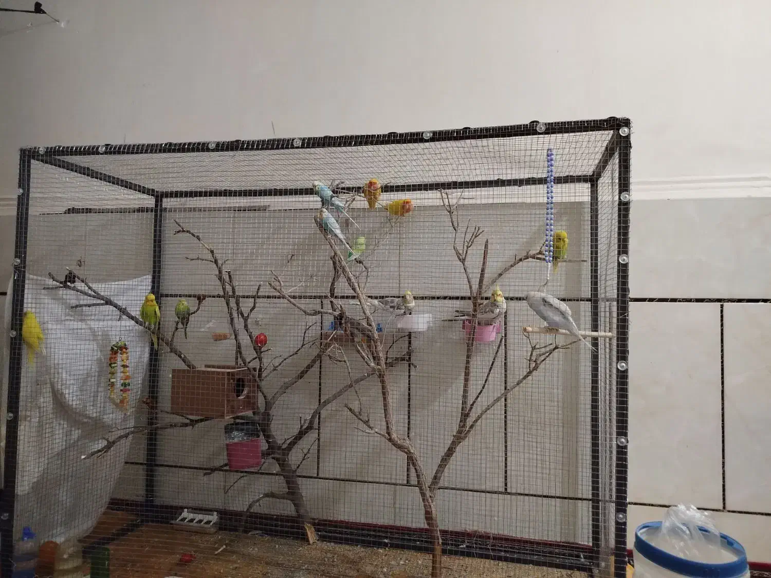 پرنده|پرنده|حاجی آباد, |دیوار