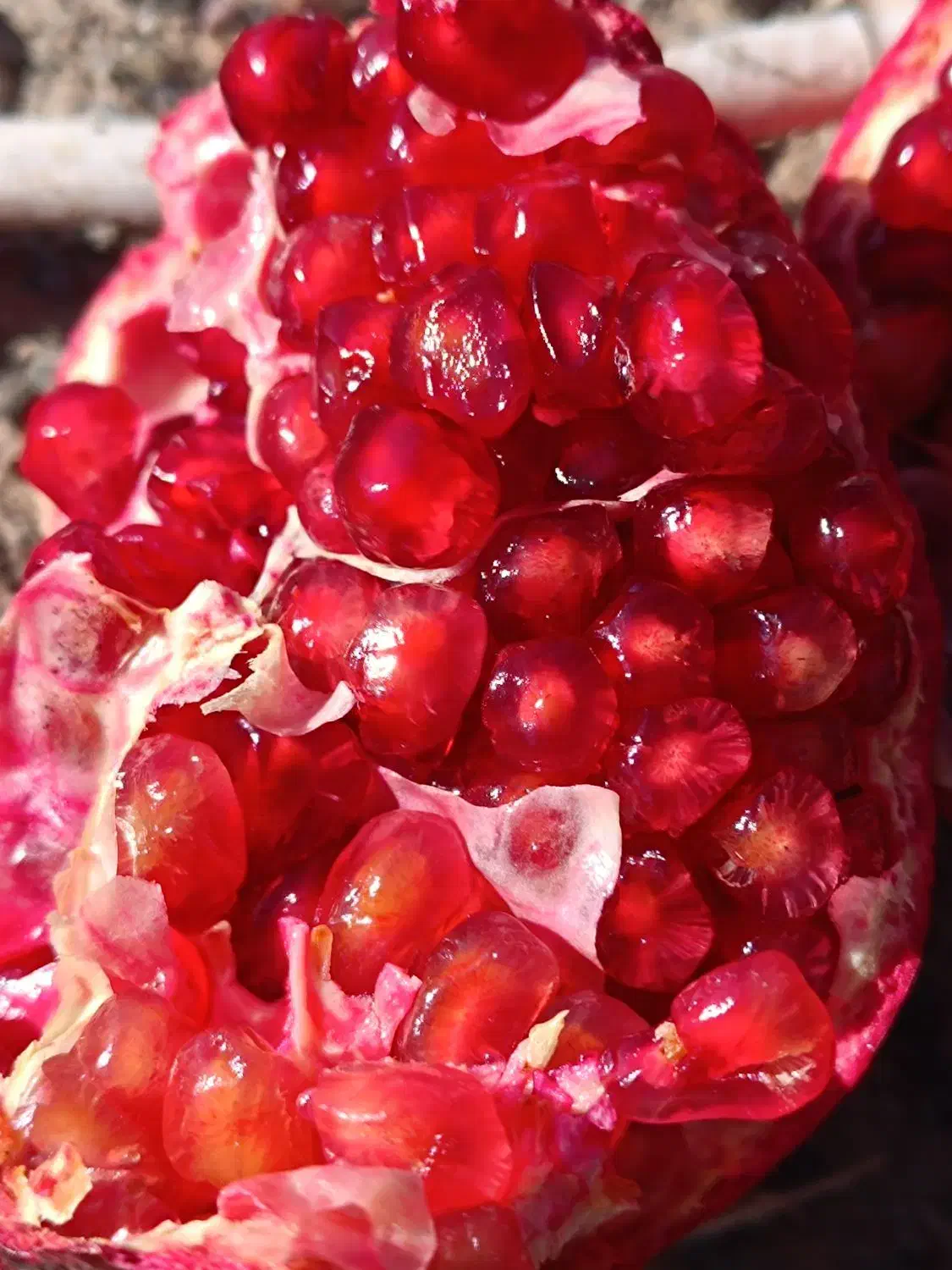 انار دونه قرمز نیگ|خوردنی و آشامیدنی|سده (خراسان جنوبی), |دیوار