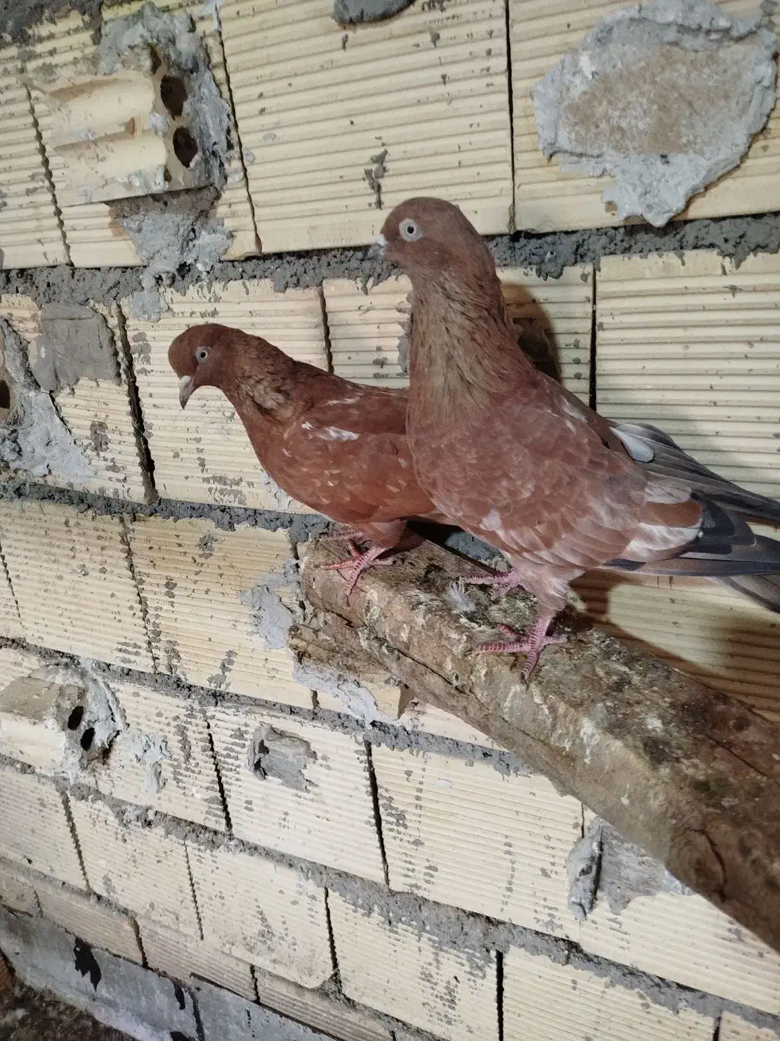 کفتر|پرنده|بندر ماهشهر, |دیوار