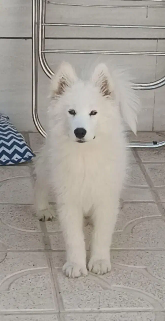 سامویید|سگ|زنجان, |دیوار