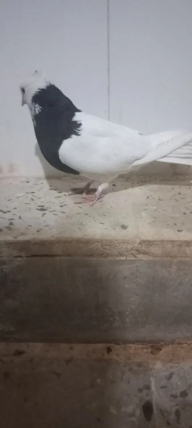 طوقی ماده واکسی|پرنده|دره شهر, |دیوار