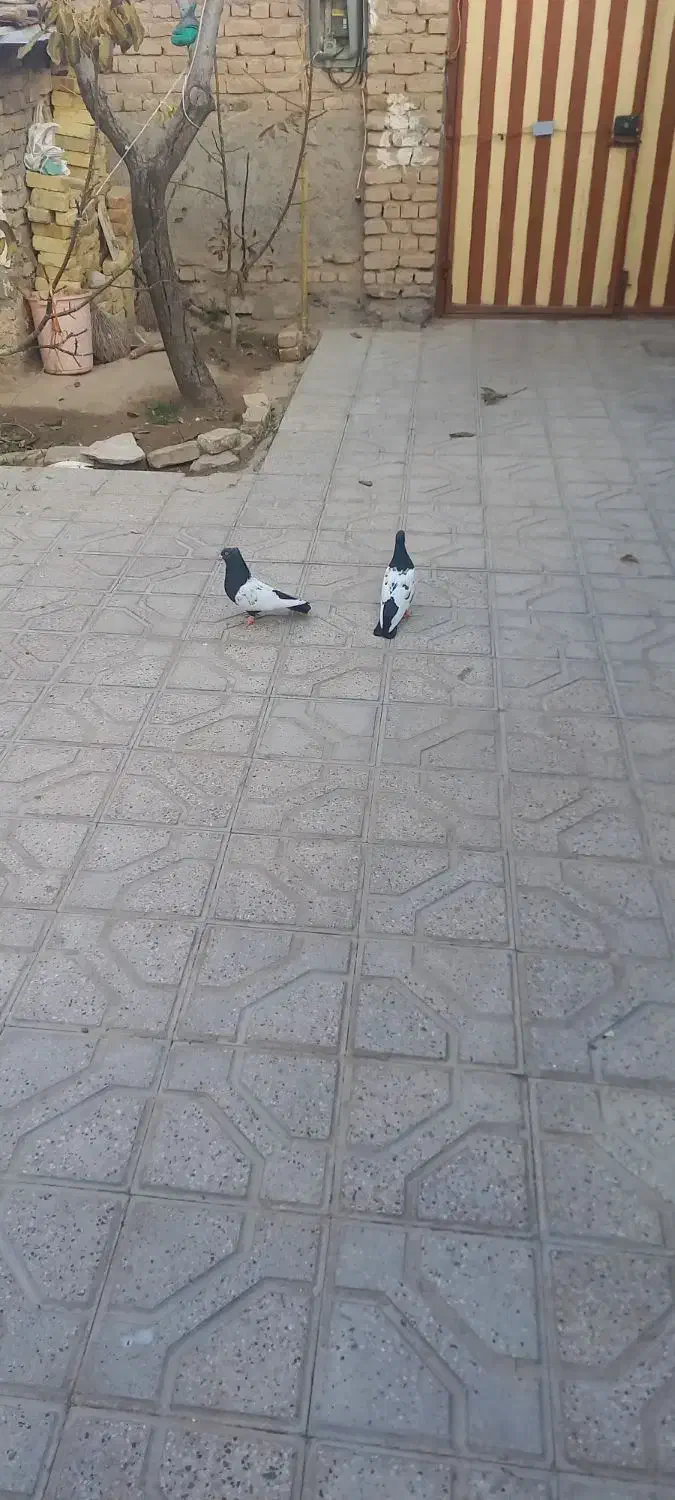 نروماده سینه سیاه جوون پرشی به شرط همه چی|پرنده|قوچان, |دیوار