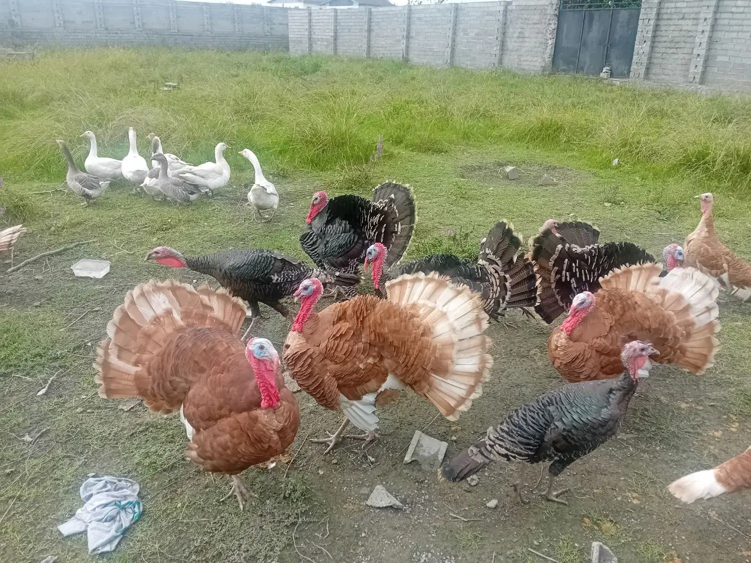 بوقلمون نر وماده بور بور و انگلیسی|حیوانات مزرعه|دابودشت, |دیوار