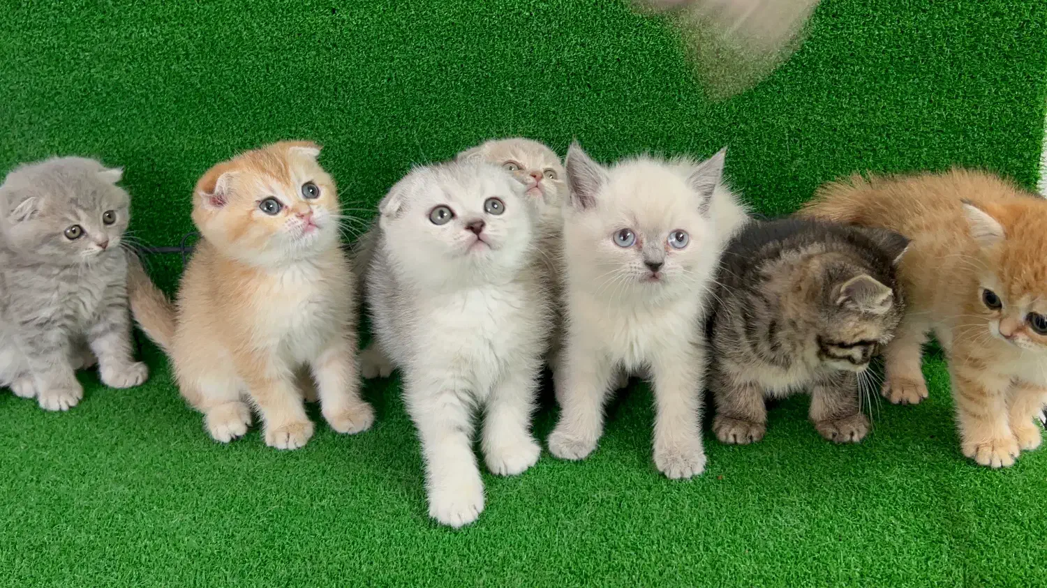 گربه اسکاتیش و بریتیش در همه رنگ|گربه|مشهد, هفت تیر (آب و برق)|دیوار