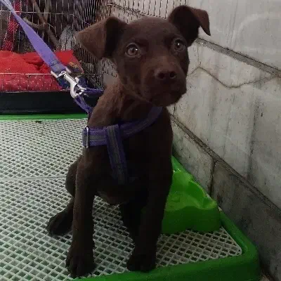 توله پیتبول ماده|سگ|کرج, بنیاد|دیوار