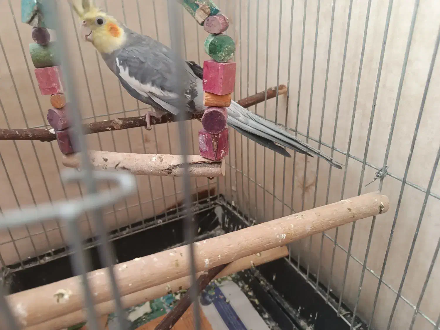 عروس هلندی نر نیمه رام|پرنده|قدس, شهرقدس|دیوار