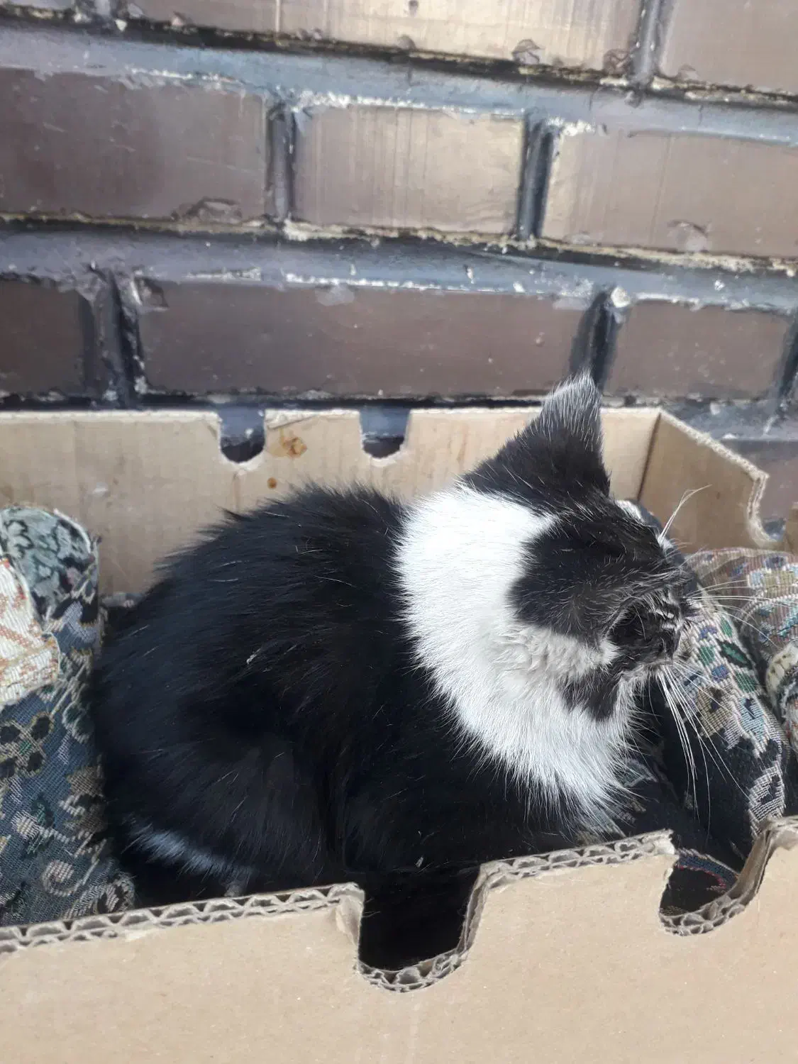 واگذاری بچه گربه نیاز به کمک|گربه|اصفهان, کوی امام|دیوار