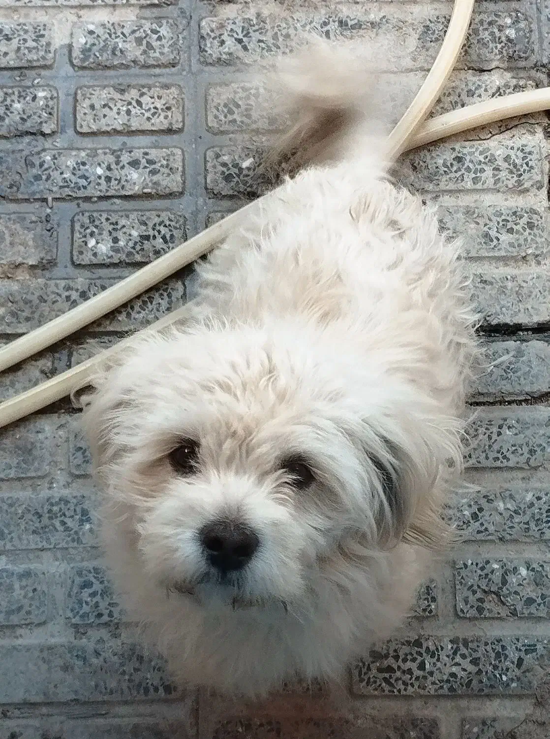 سگ پاکوتاه|سگ|شهرکرد, |دیوار