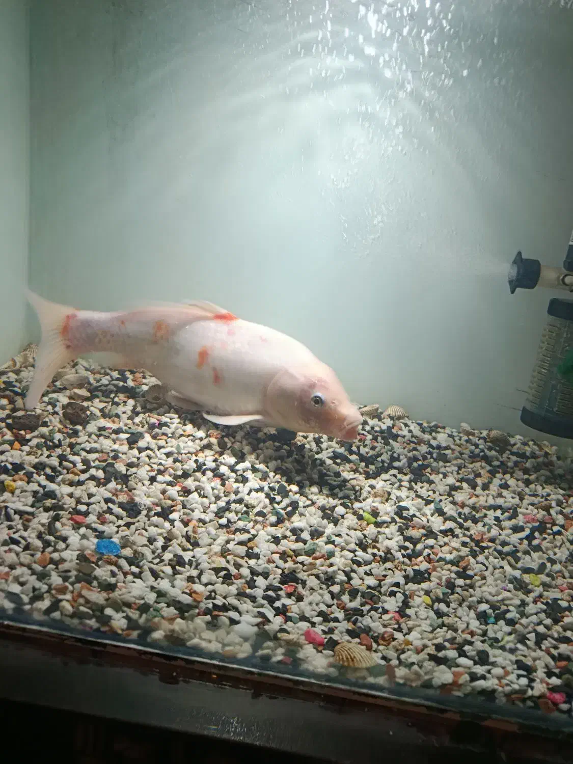 ماهی کوی مولد نر|ماهی|کرج, فاز ۳ گوهردشت|دیوار