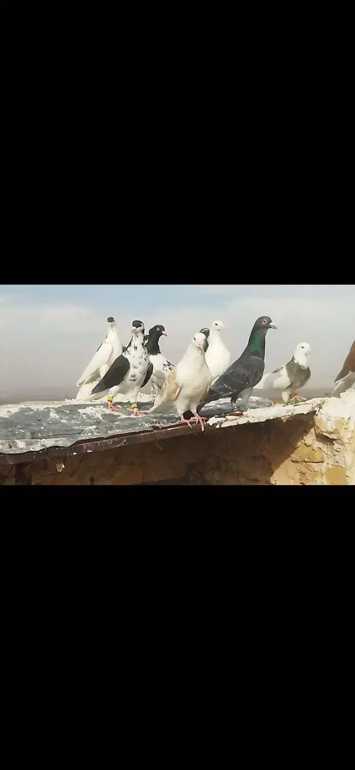 کفتر رنگی|پرنده|نصر آباد, |دیوار