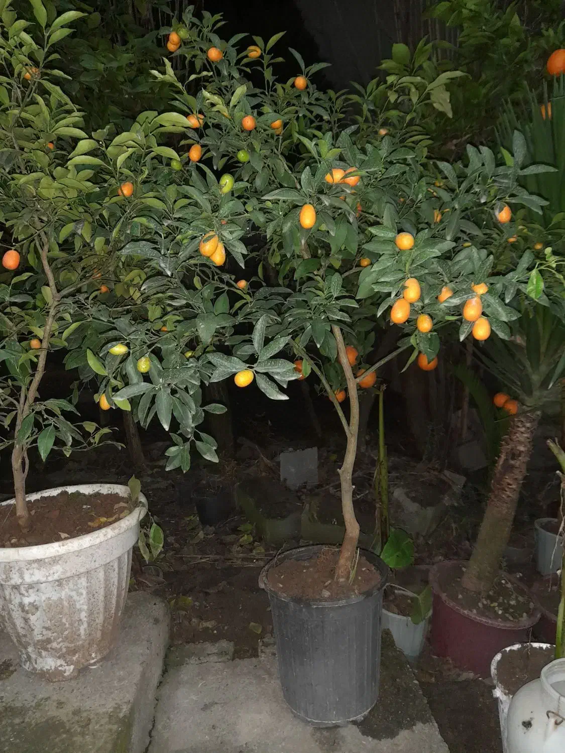 دوگلدان کامکوات دوگلدان یوکا|گل و گیاه طبیعی|تنکابن, |دیوار