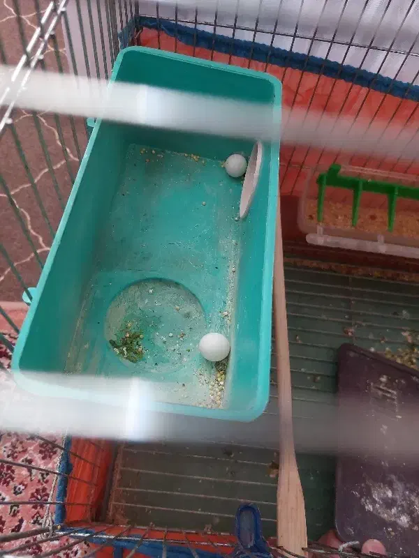 یک جفت مرغ عشق مولد|پرنده|اردبیل, |دیوار