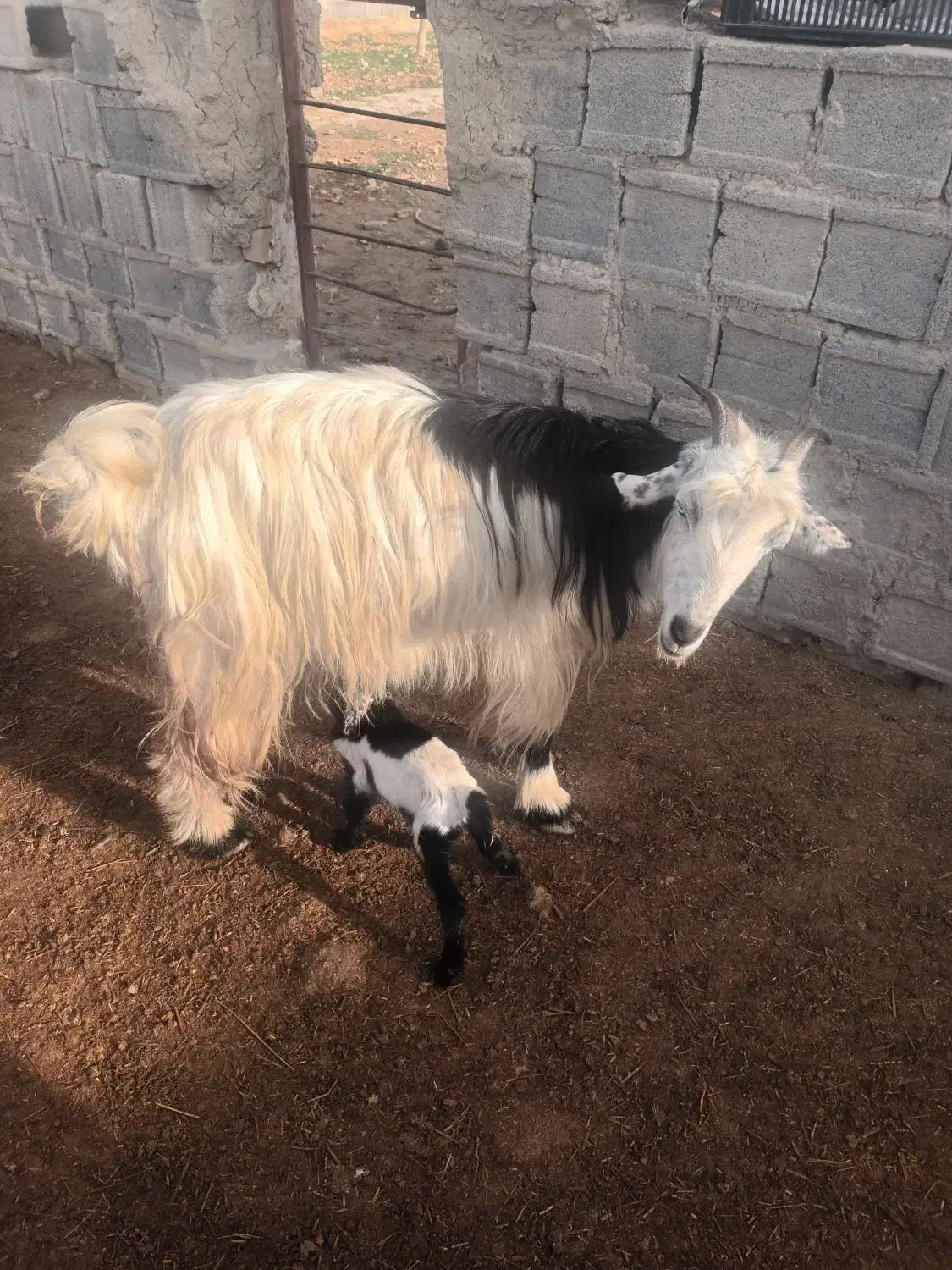 بز کهره دار|حیوانات مزرعه|مرودشت, ثبت احوال|دیوار