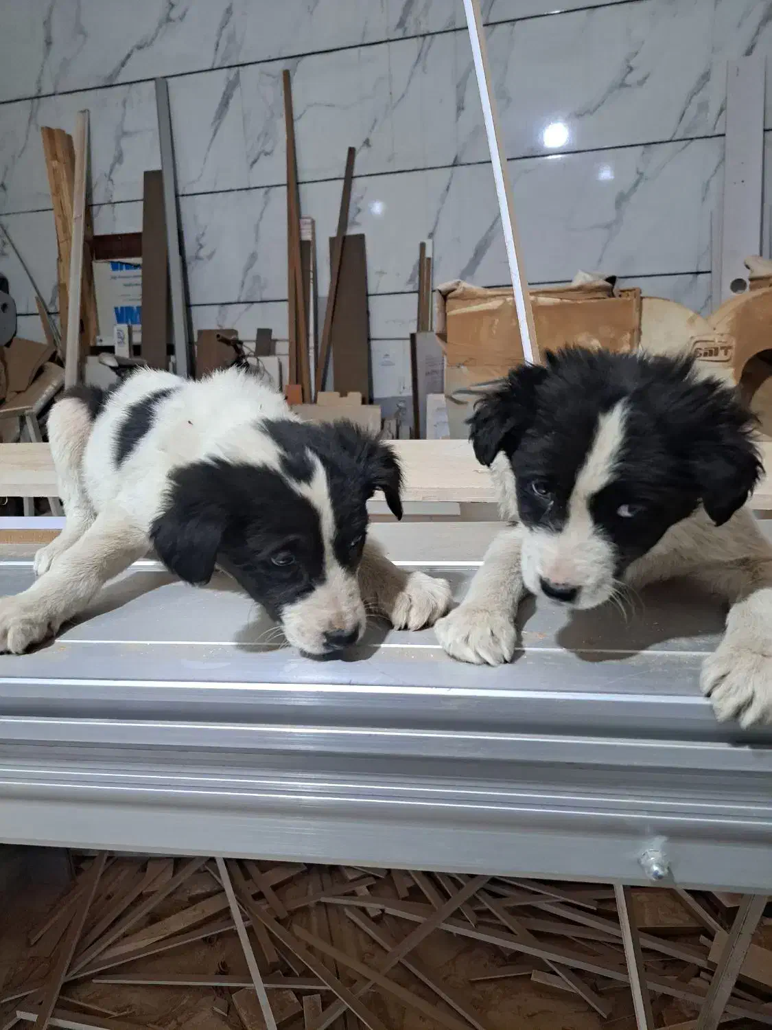 توله قدریجان|سگ|سنندج, |دیوار