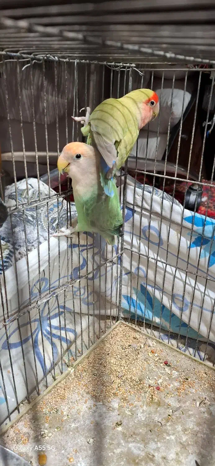 یک جفت طوطی برزیلی|پرنده|کرج, اسدآباد|دیوار