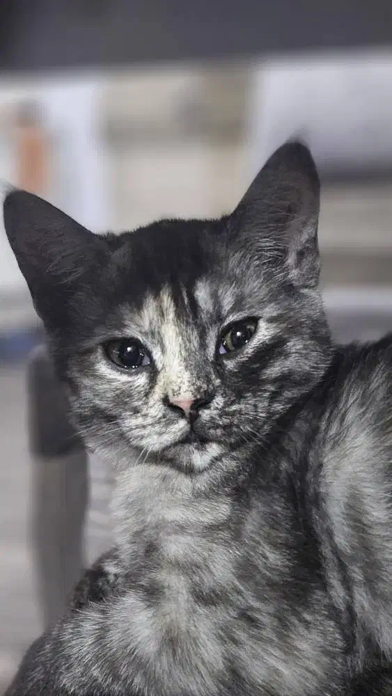 گربه اسکاتیش بریتیش|گربه|گنبد کاووس, |دیوار