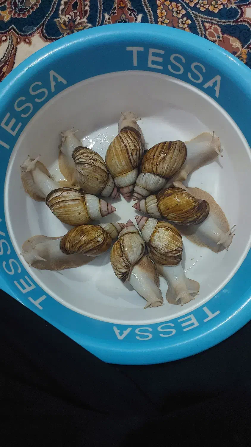 حلزون کلاژن ساز|خزنده|کرج, گلشهر|دیوار