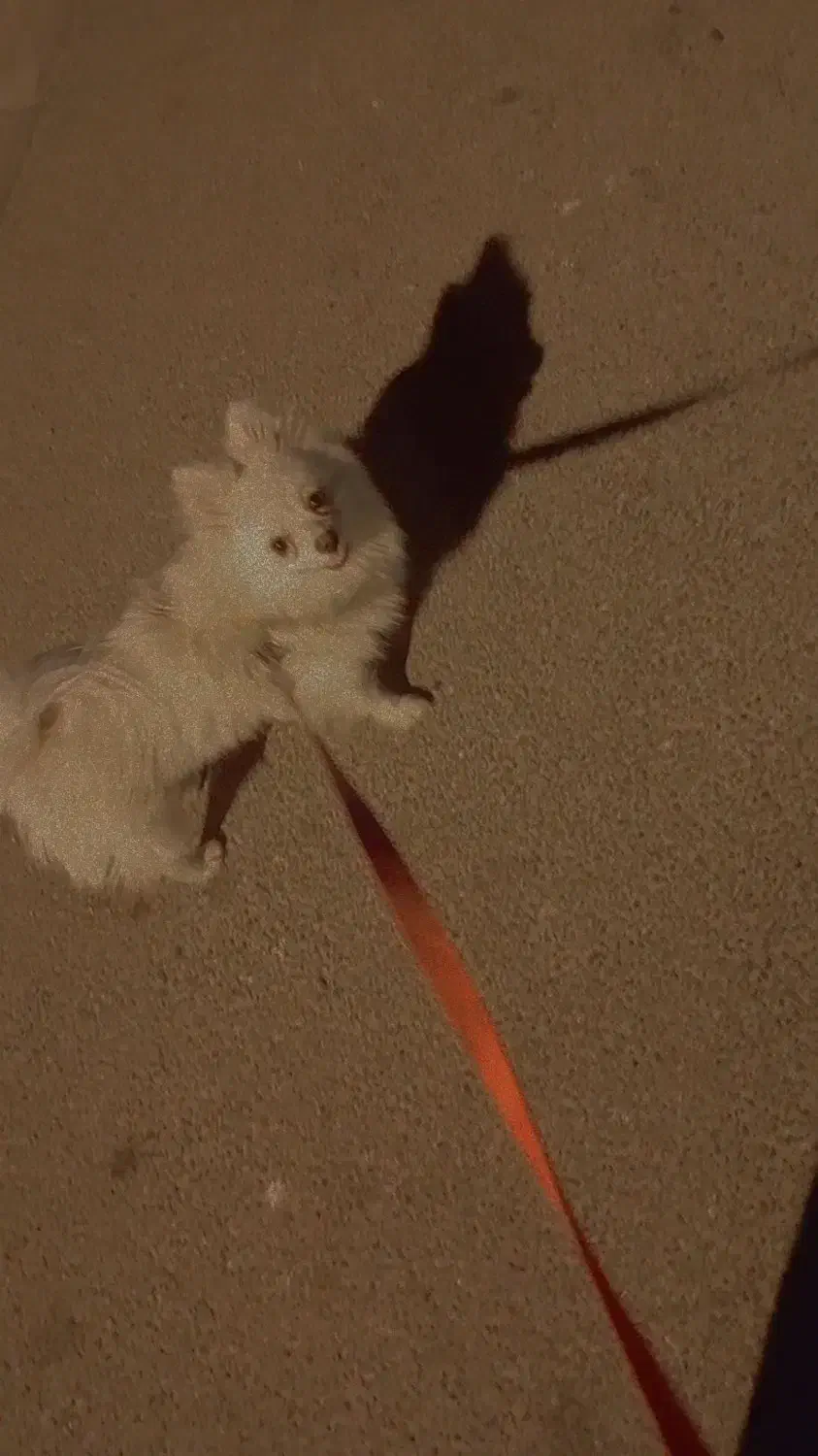 سگ خانگی و بازیگوش|سگ|دلیجان, |دیوار