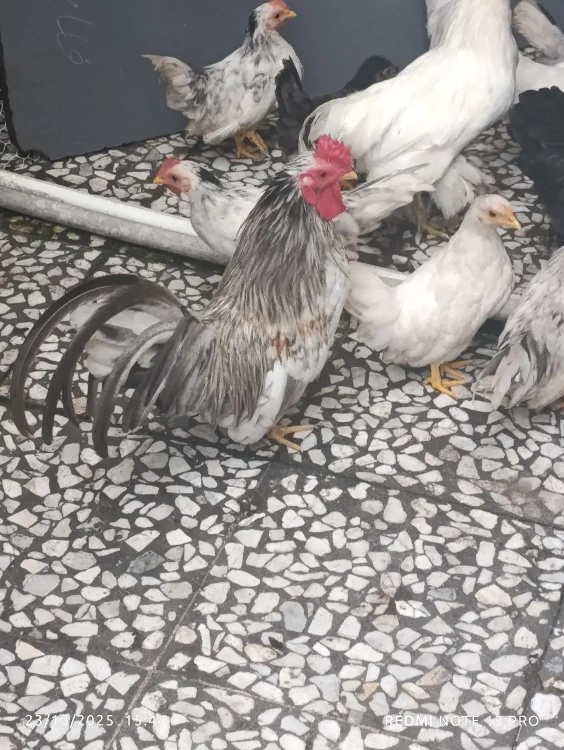 سلام خروس میفروشم‌چون جا ندارم|حیوانات مزرعه|رشت, آب آسیاب|دیوار