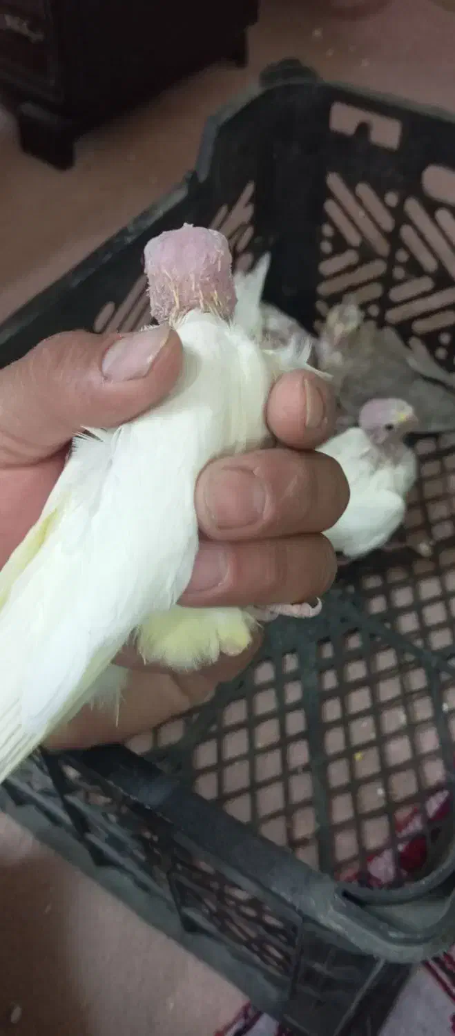 جوجه سرلاکی لوتینو|پرنده|کوهسار (البرز), |دیوار