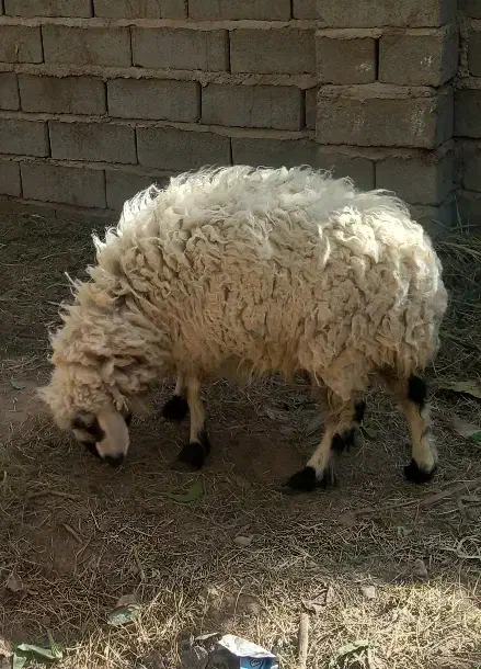 میش فروشی|حیوانات مزرعه|بم, |دیوار