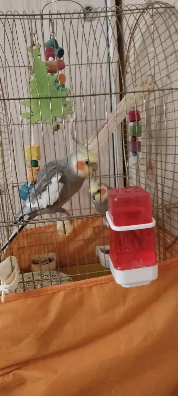 طوطی|پرنده|فردیس, قریشی|دیوار